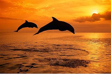 《彩虹六号：围攻X》罕见联动《无主之地》 7月15日启动